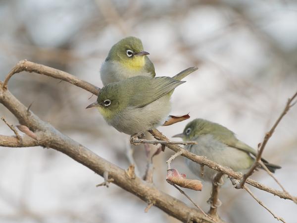 Abyssinian white-eye (Zosterops abyssinicus)